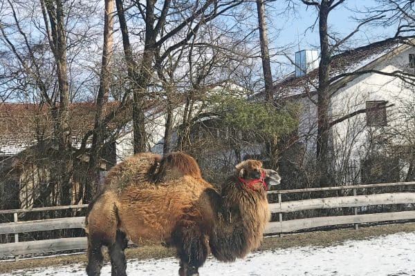 Tiere erleben auf Gut Aiderbichl, tolles Ausflugsziel mit Kind im Münchener Umland