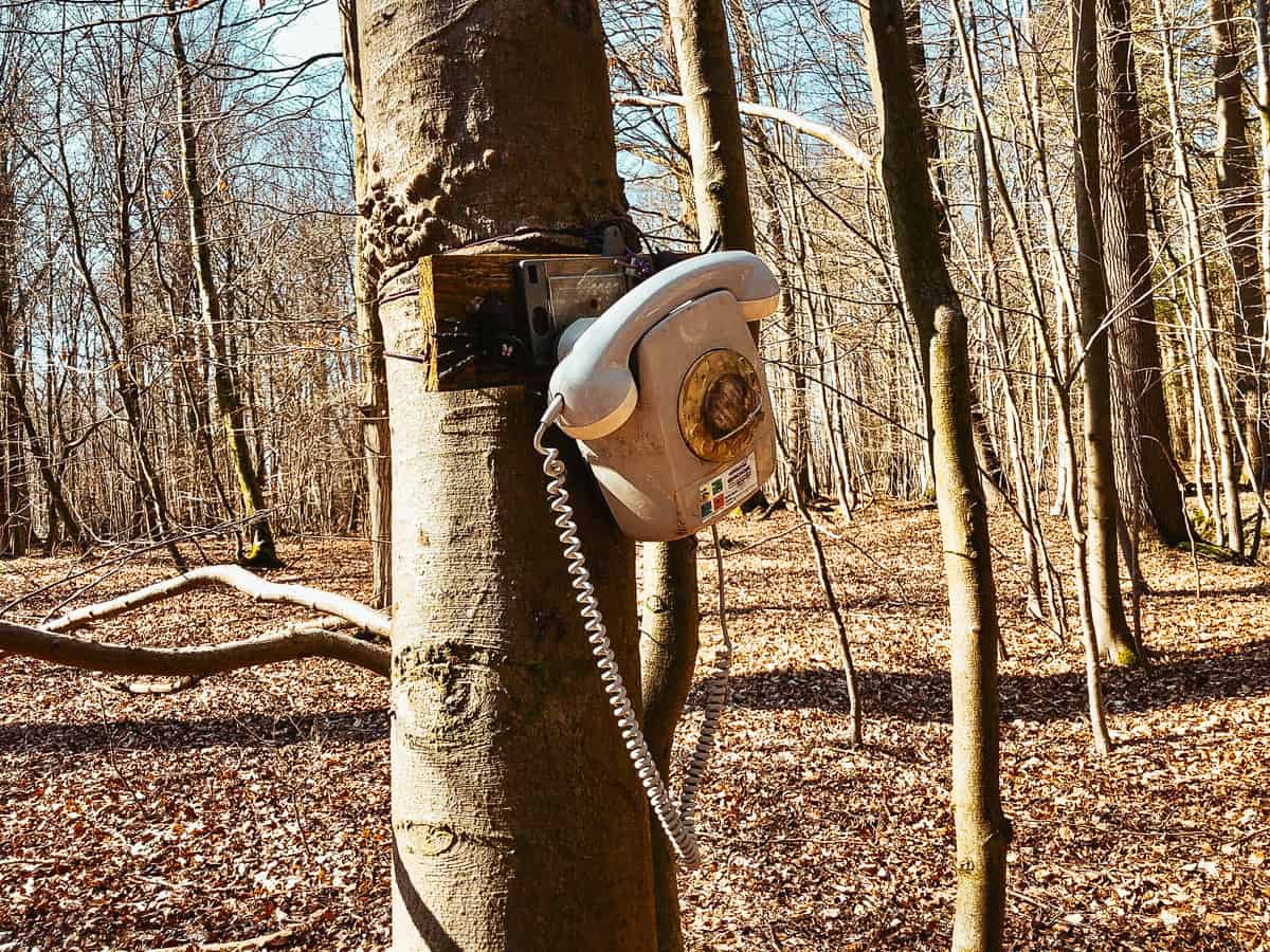 Geocaching Versteck im Wald unter Wurzel mit Täfelchen aus Schiefer  Geocaching-Logo - Geocaching Hiding in the forest under root with slate  tablet and Logo foto de Stock