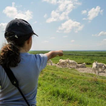 Safari mit Kindern im Nationalpark Neusiedler See-Seewinkel