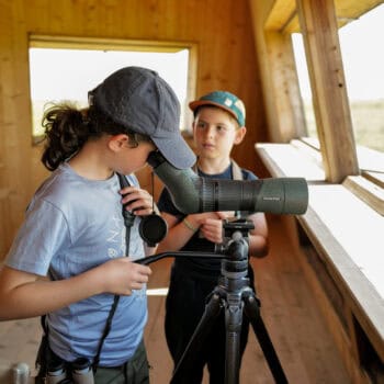 Safari mit Kindern im Nationalpark Neusiedler See-Seewinkel