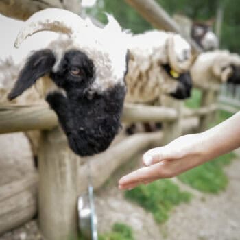 Tiere füttern im Wildpark Assling in Osttirol mit Kindern