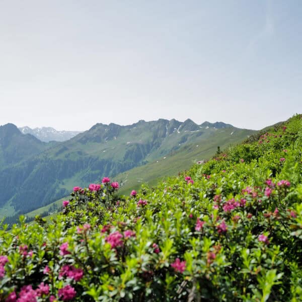 Berge mit Alpenrosen im Alpbachtal in Tirol