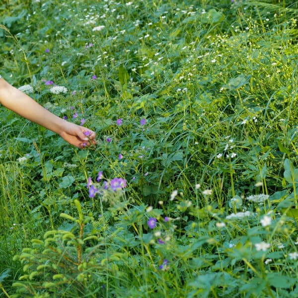 Glückliche Kinder beim Entdecken von Bergblumen und kleinen Wasserfällen im Alpbachtal.